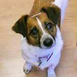 Alfie